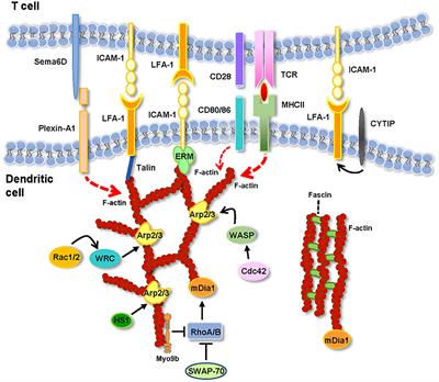 Frontiers | The Actin Cytoskeleton At The Immunological Synapse Of ...